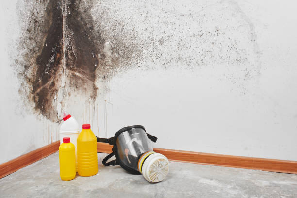 Office Mold Removal Services in Randolph, NE