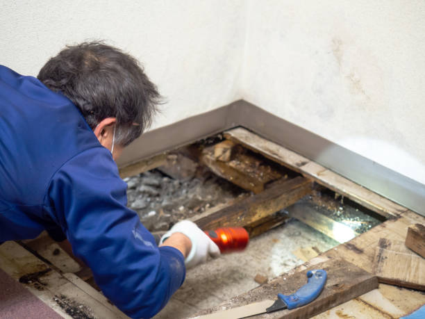 Certified Mold Removal in Randolph, NE