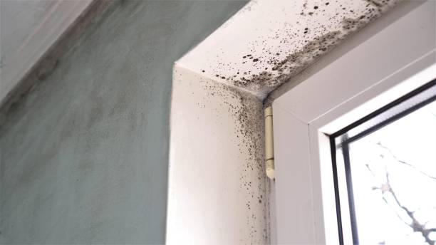 Best Home Mold Removal  in Randolph, NE