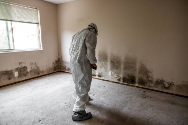Best Black Mold Removal  in Randolph, NE