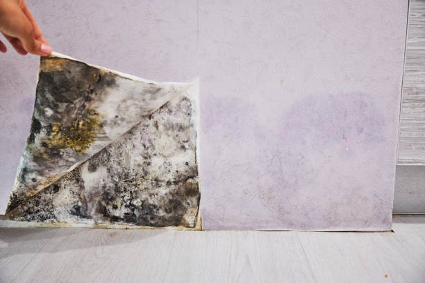 Best Mold Remediation Services  in Randolph, NE